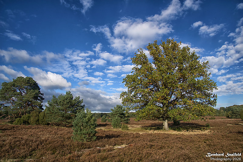Bernhard Saalfeld - Lueneburger Heide 2026 (6v9)